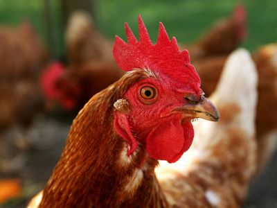 Exposition d'aviculture
